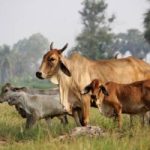 Gau Krishi Jeevanam - Desi Cow-based farming as a way of life